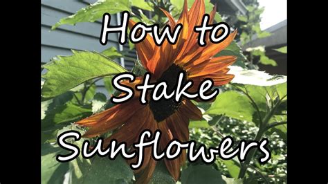 Staking Tall Blooming Sunflowers /How we Stake Our Sunflowers .